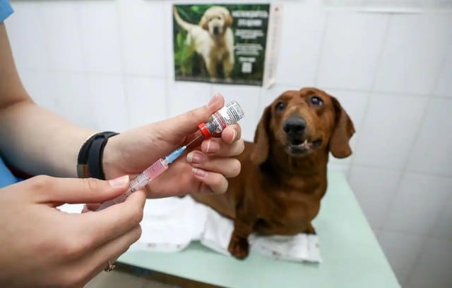 狗狗狂犬疫苗每年都要打吗