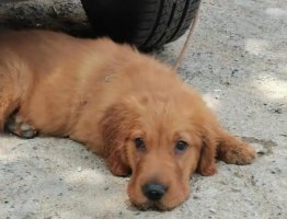 犬瘟狗狗一直哼哼的叫怎么办？