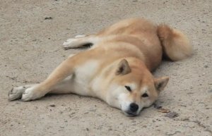 狗狗侧躺一直在蹬腿是怎么了