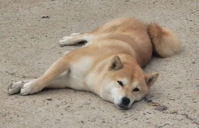狗狗侧躺一直在蹬腿是怎么了