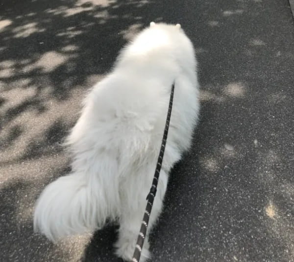 狗狗一天应该遛多久？大部分人都不够