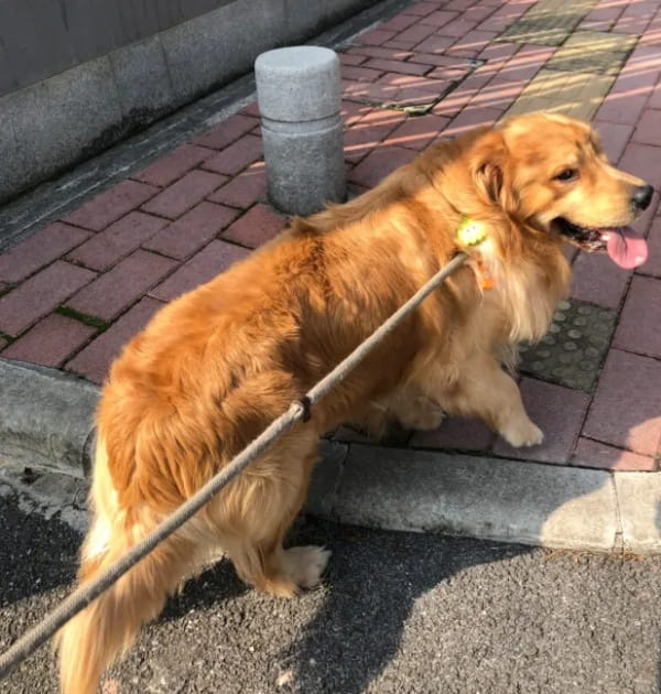 狗狗一天应该遛多久？大部分人都不够