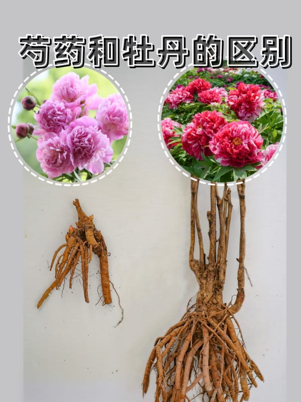 芍药和牡丹的区别