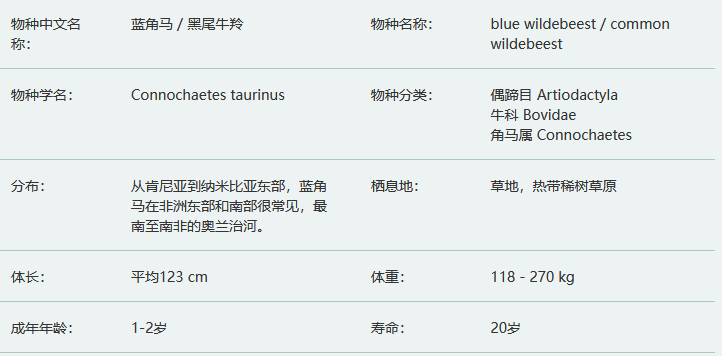 蓝角马/黑尾牛羚简介及生活习性