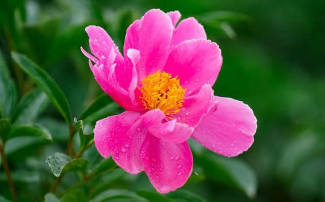 芍药只长叶子不开花是什么原因