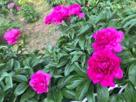 芍药为什么叫鬼花