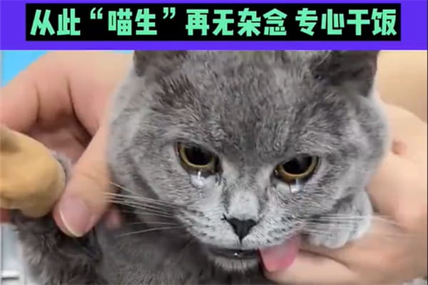 猫咪做完绝育手术一脸生无可恋 猫咪做完绝育手术一脸生无可恋
