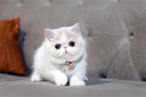 猫咪绝育 猫咪绝育