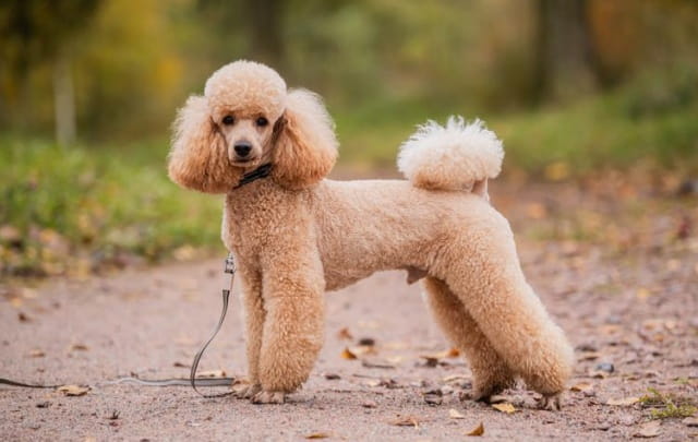 贵宾犬适合吃什么