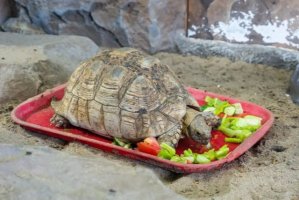 宠物龟健康蔬菜食谱