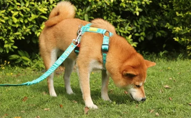 狗狗反刍的症状详细说明