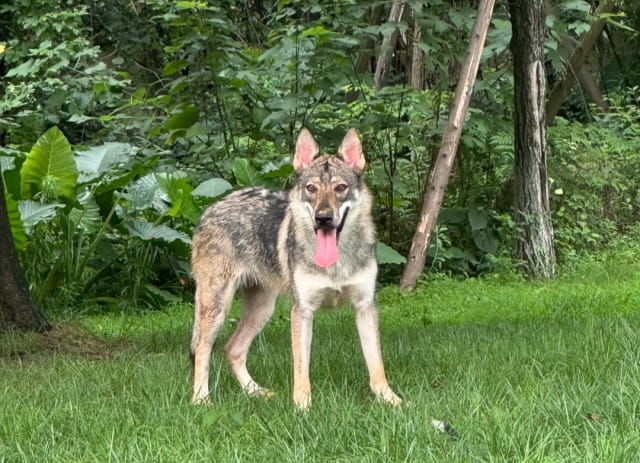 捷克狼犬价格多少钱一只？