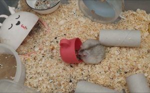 抱仓鼠要注意什么？