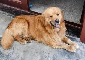 农村一般喂金毛吃什么？