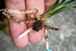 龙根是什么