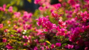 杜鹃花花期