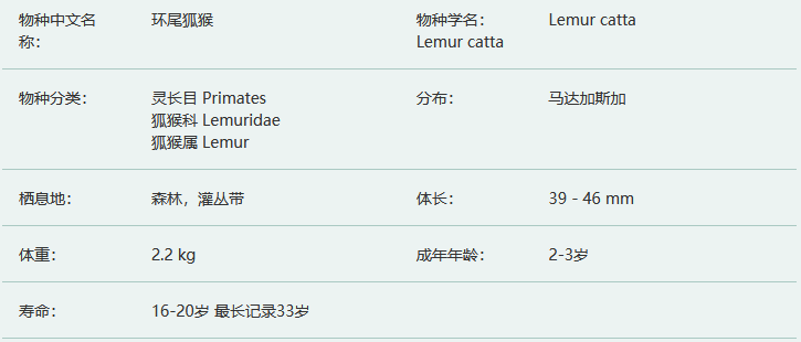 环尾狐猴简介及生活习性