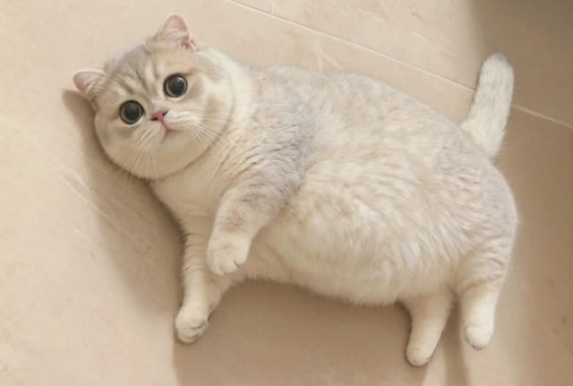 如何帮助猫咪健康减肥？