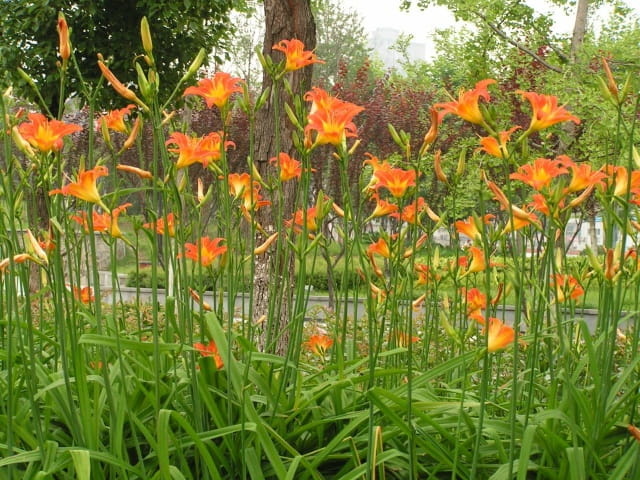 萱草花花语
