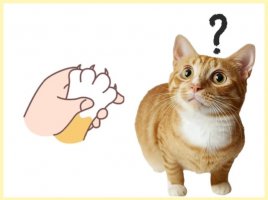 猫咪多长时间剪一次指甲？