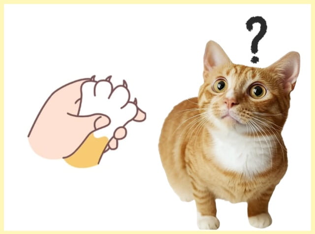 猫咪多长时间剪一次指甲?