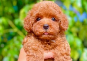 泰迪狗如何训练？训练泰迪犬的禁忌