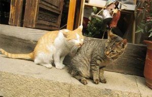 猫咪每年发几次情?一次持续多少天?