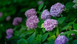 绣球花养值方法