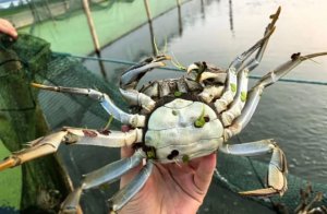 螃蟹有8条腿还是10条腿