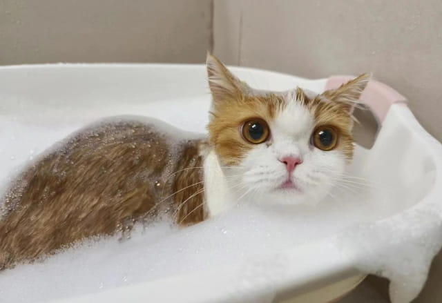 给猫咪洗澡的技巧