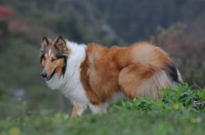 苏格兰牧羊犬性格