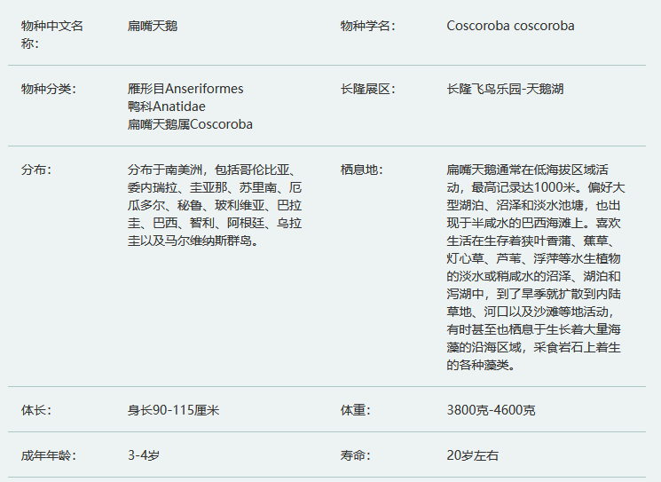 扁嘴天鹅简介及生活习性