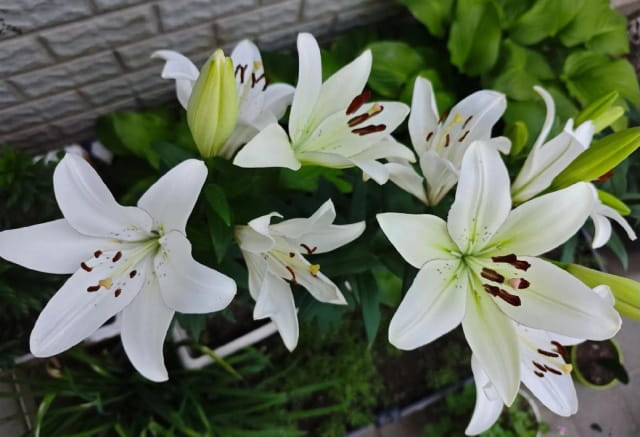 百合花第二年还开花吗