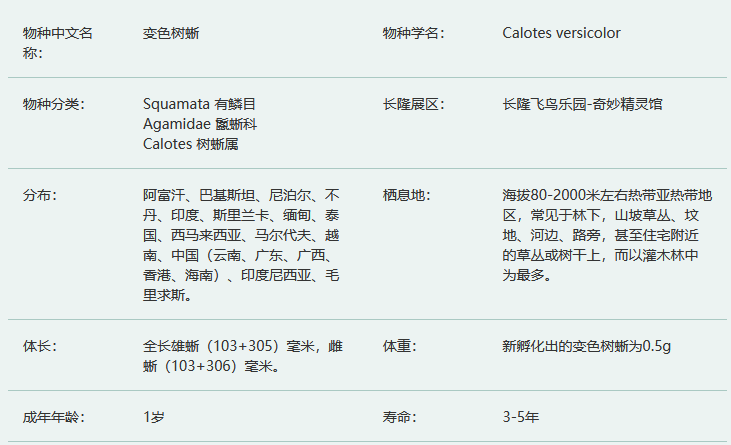 变色树蜥简介及生活习性