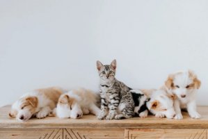 幼猫幼犬的喂食护理