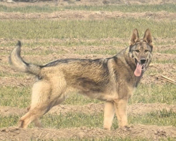 昆明狼犬多少钱一只，昆明犬的外貌特征