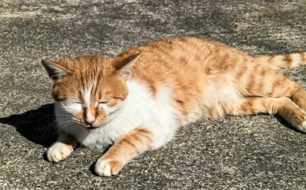猫癣怎么预防呢