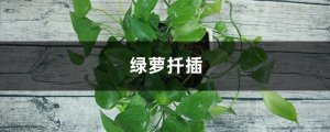 绿萝怎么扦插