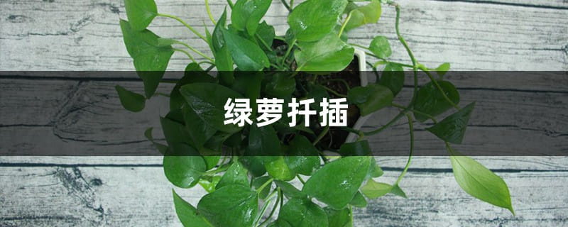 绿萝怎么扦插
