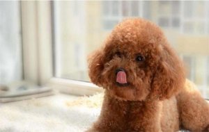 泰迪犬寿命一般多少年