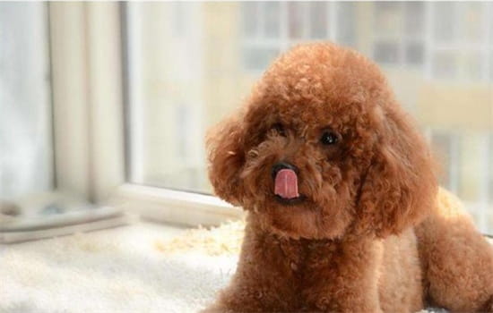泰迪犬寿命一般多少年