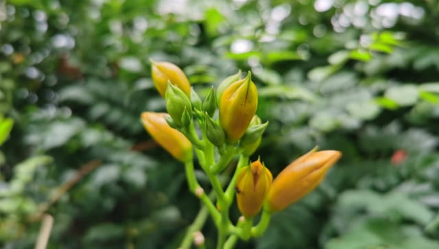凌霄花的花语及传说