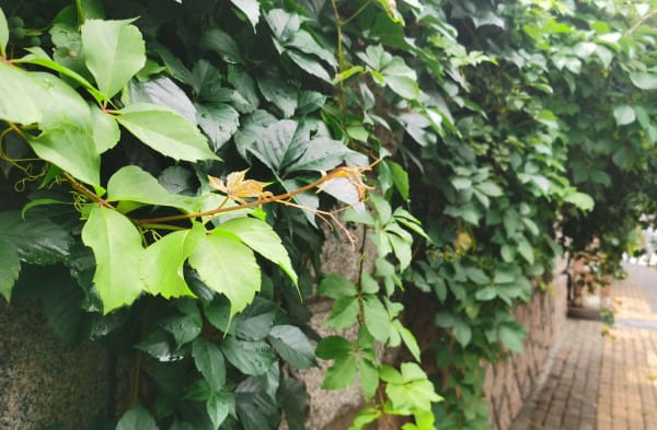 爬山虎