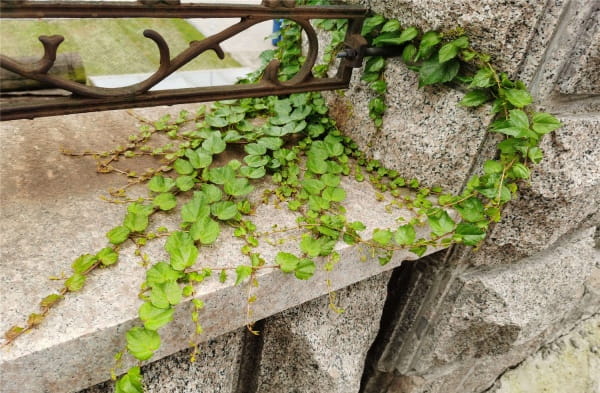 爬山虎