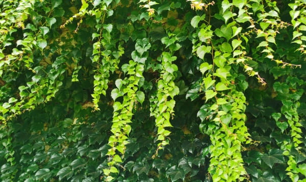 爬山虎