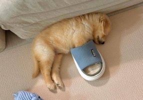 幼犬睡眠时间是多少
