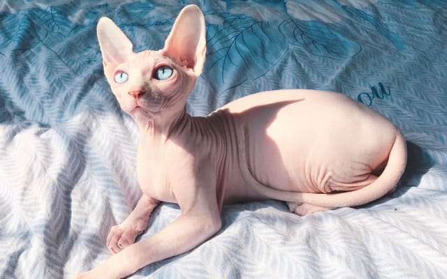 没有毛的猫叫什么名字