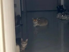 猫的眼睛为什么晚上会发光
