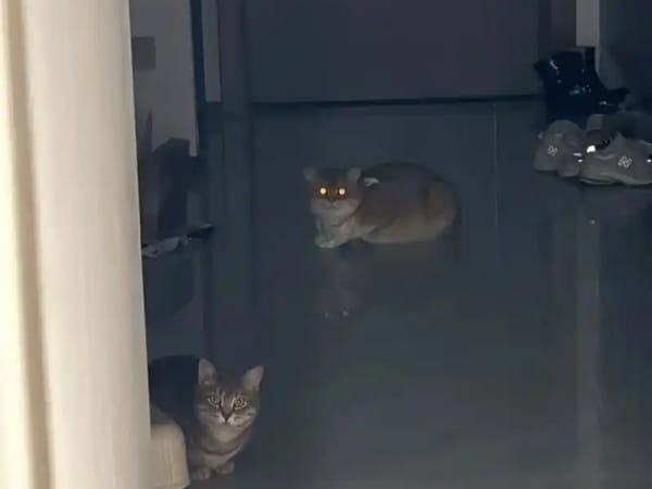猫的眼睛为什么晚上会发光