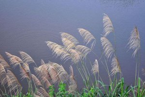 芦苇简介及生长习性